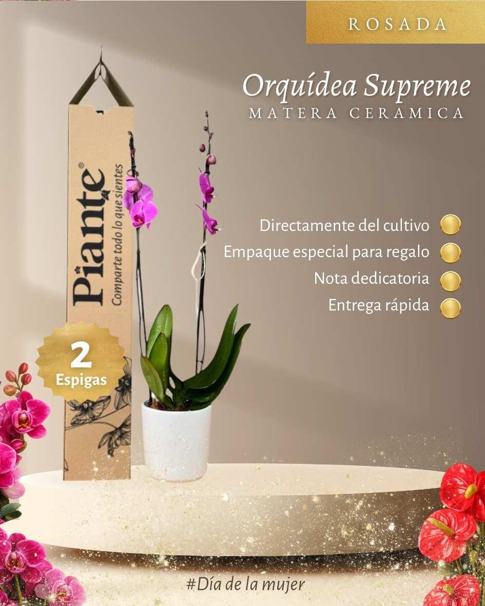 Orquídea Grandi supreme Rosado Washington en matera cerámica