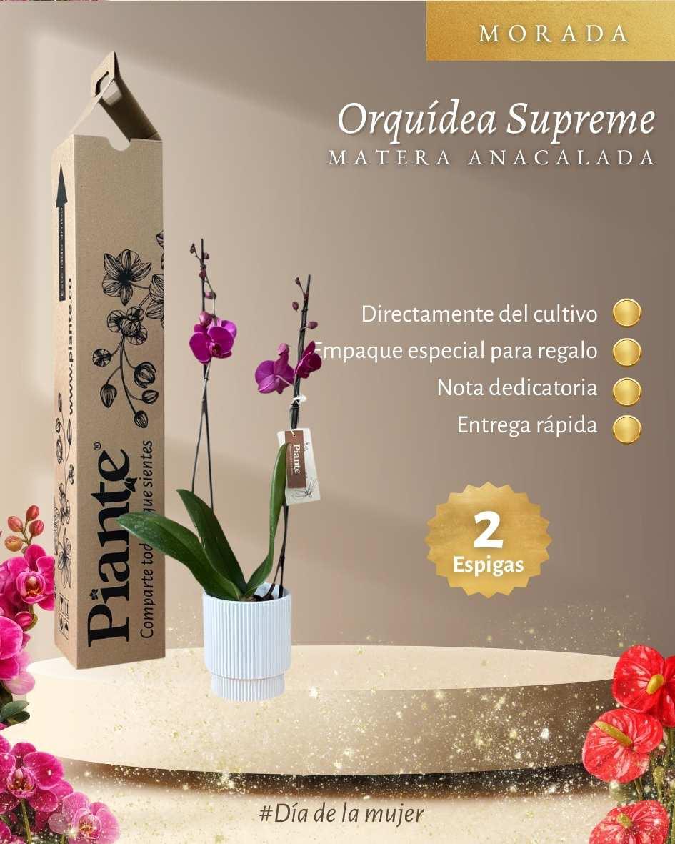 Orquídea Grandi Supreme Queenstown en Matera Ceramica Acanalada
