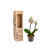 Orquídea Mini Supreme Exótica Michu de 15 a 20 cm con dos varas florales