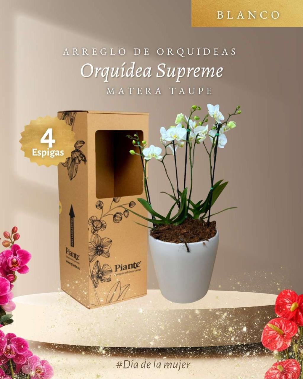 Arreglo de Orquídeas Midis Supreme Blancas en Taupe C18