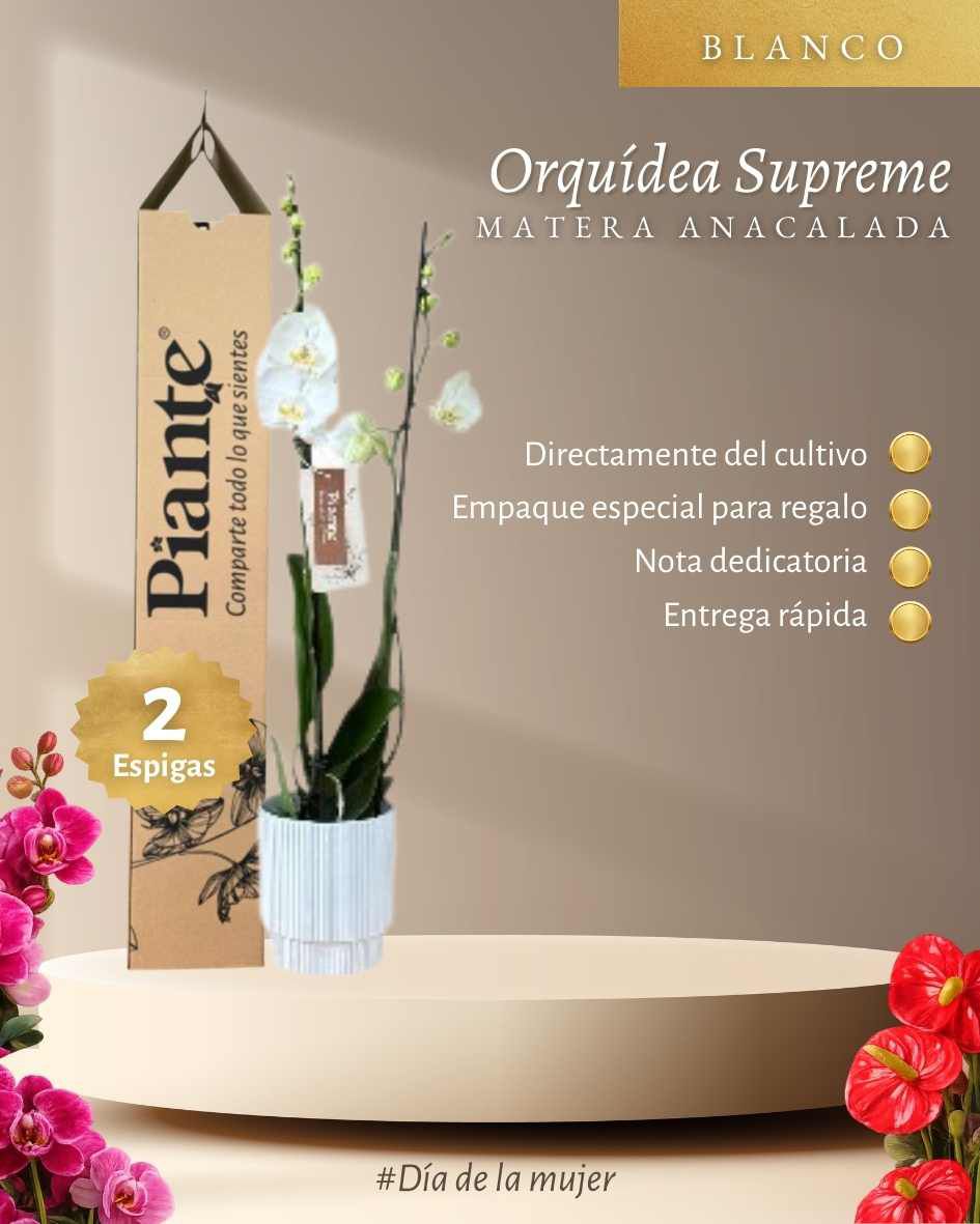 Orquídea Grandi Supreme Nottingham en Matera Ceramica Acanalada