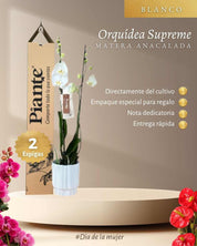 Orquídea Grandi Supreme Nottingham en Matera Ceramica Acanalada