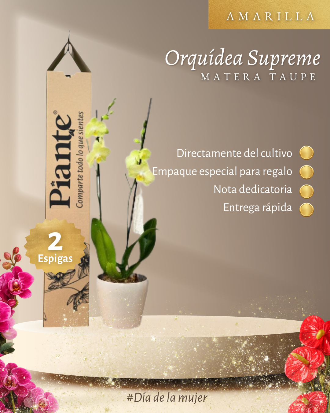 Orquídea Grandi supreme Amarillo Volterra en matera Taupe