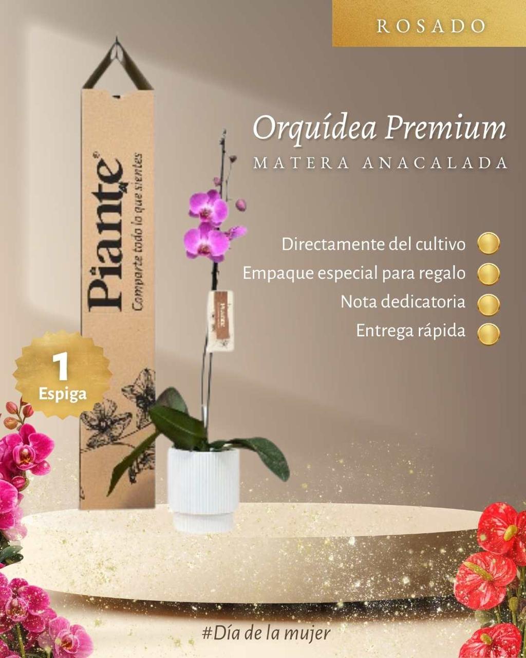 Orquídea Grandi Premium Tigris en Matera Acanalada