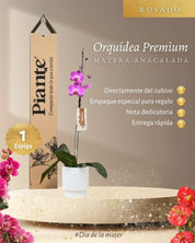 Orquídea Grandi Premium Tigris en Matera Acanalada