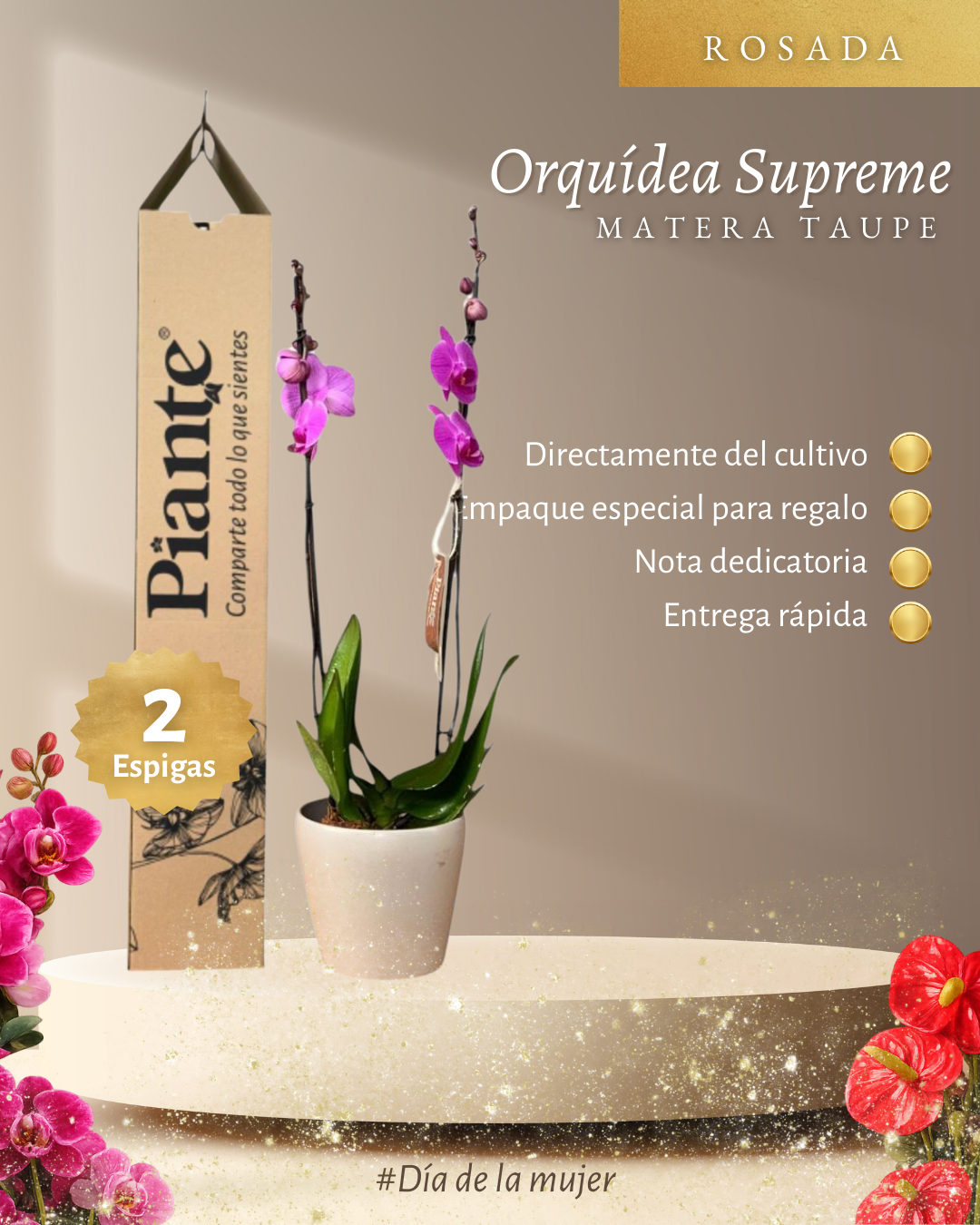 Orquídea Grandi supreme Rosado Washington en matera Taupe