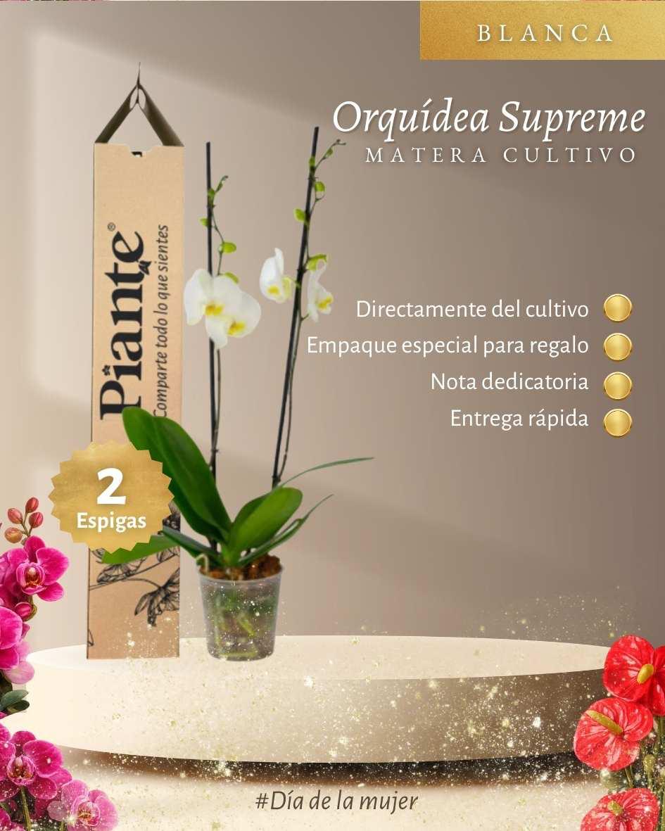 Orquídea Grandi supreme BLANCO Nottingham