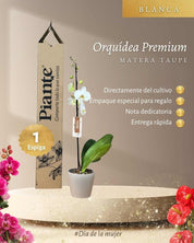 Orquídea Grandi Premium Blanco Leeds en Taupe 15