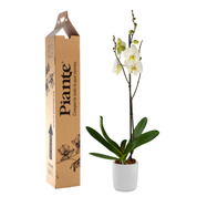 Orquídea Grandi premium Blanco Leeds en matera cerámica C12