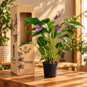 Anthurio Mini Morado Violet Bouquet