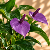 Anthurio Mini Morado Violet Bouquet