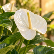 Anthurio Midi Blanco Eclyps