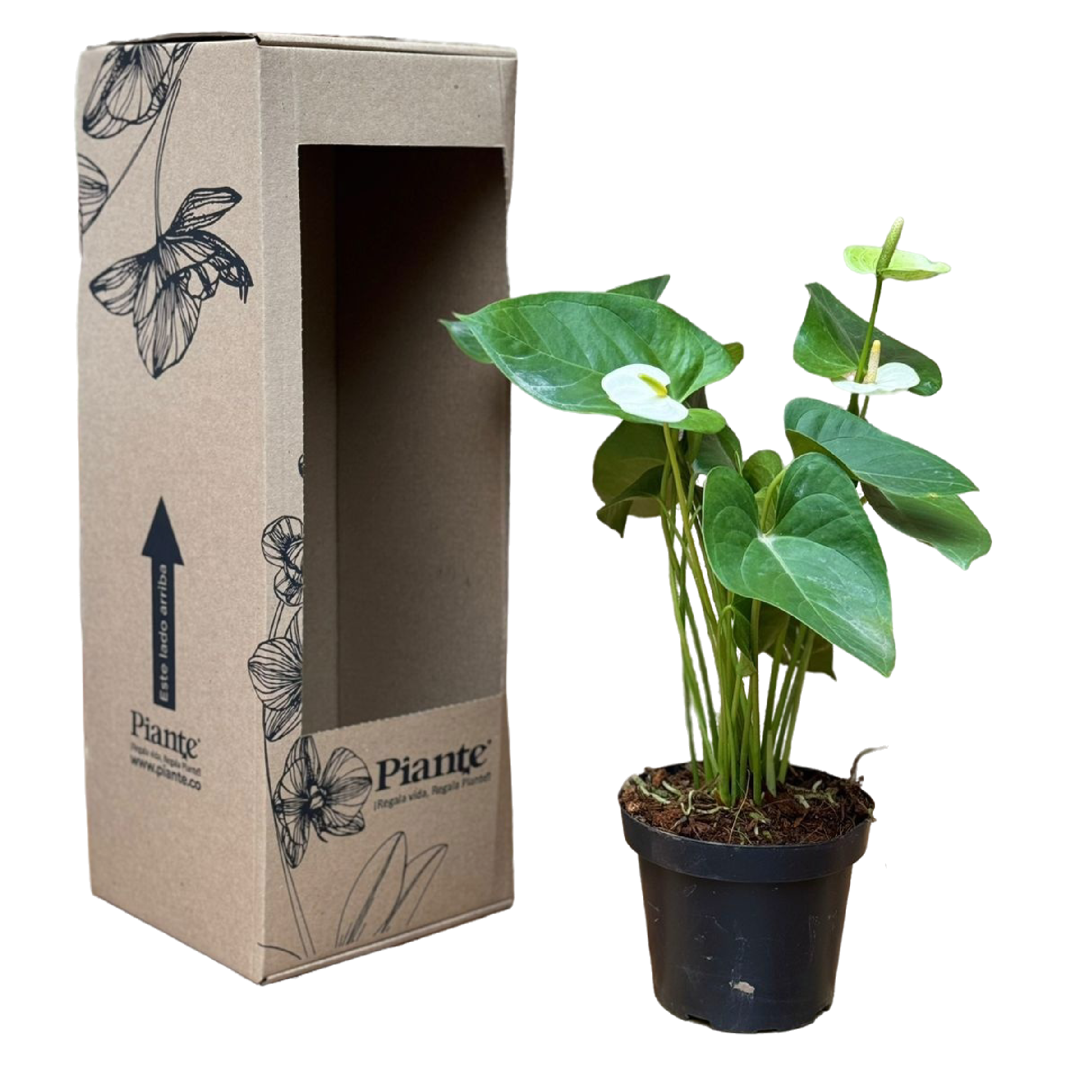 Anthurio GRANDI Blanco Sierra White