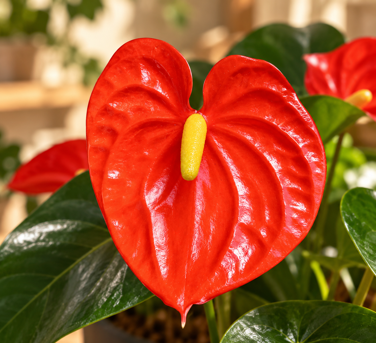Anthurio Midi Naranja Solara