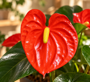 Anthurio Midi Naranja Solara