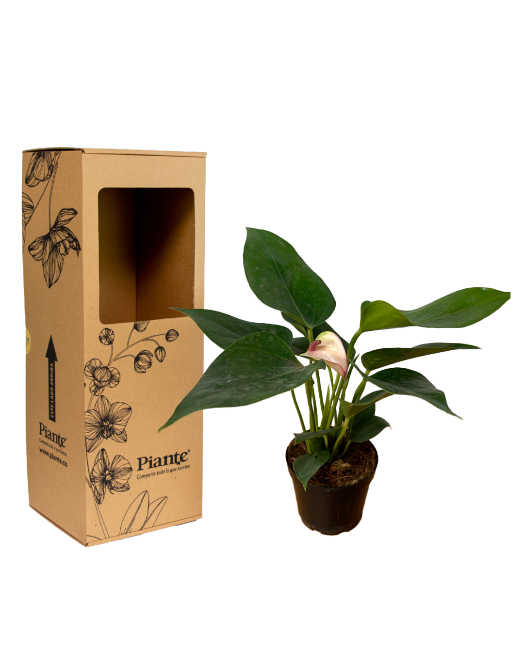 Anthurio MINI Exótico