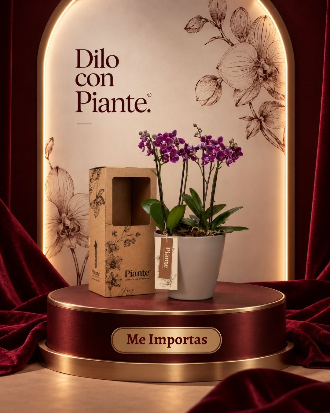 Arreglo floral de Orquídeas Mini Premium morado