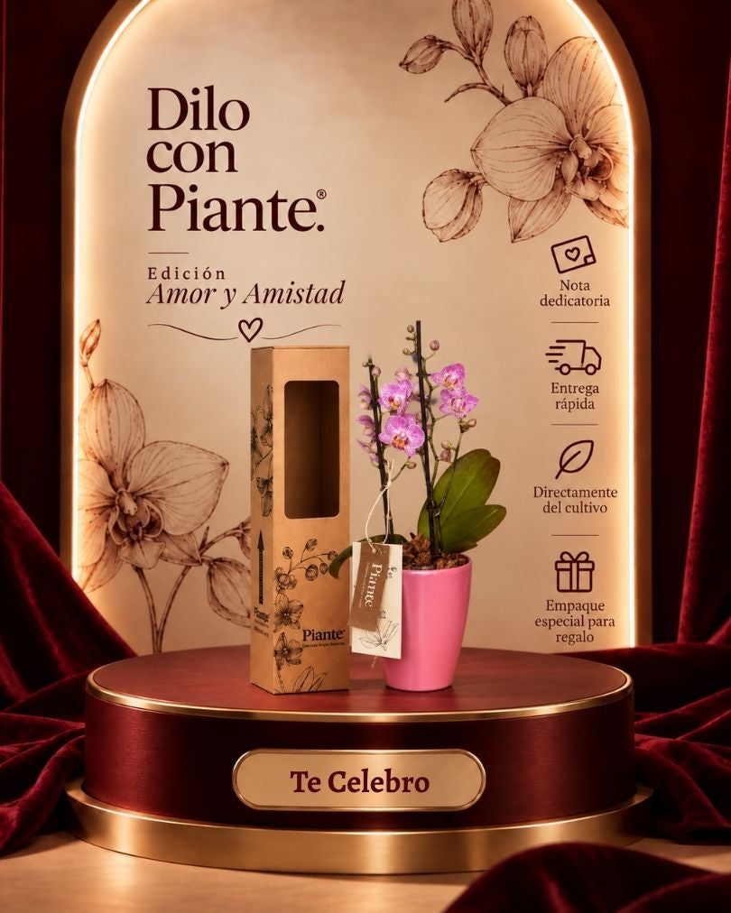 Orquidea Mediana Supreme Rosa En Matera Cono Rosa