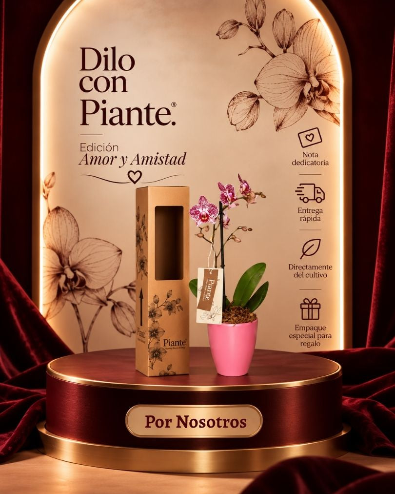 Orquidea Mediana Premium Morada En Matera Rosa