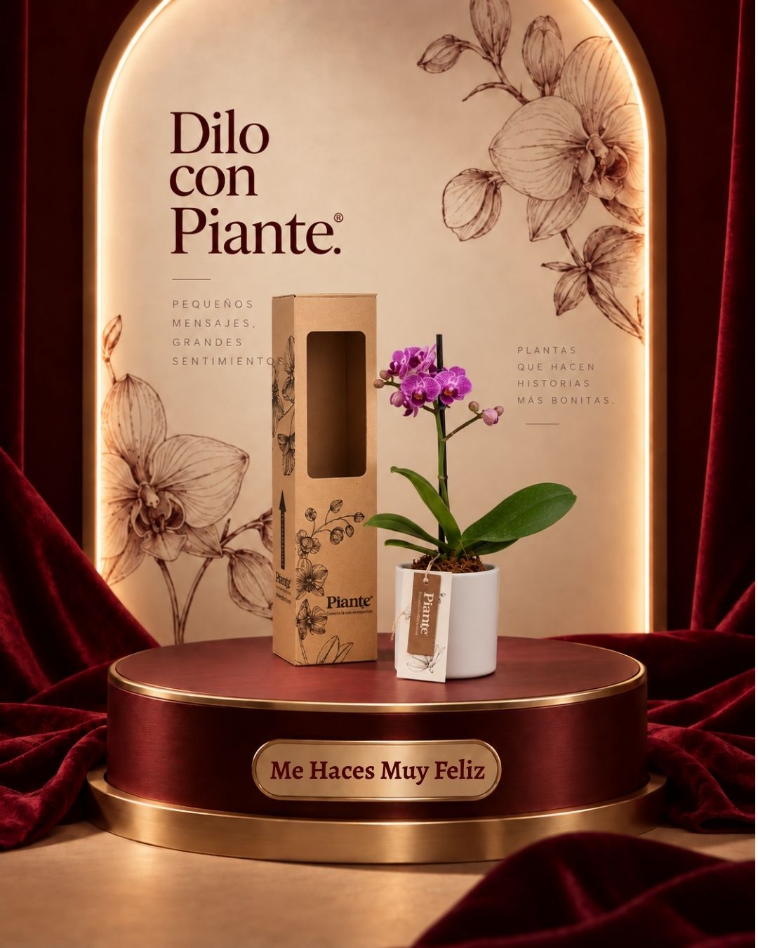 Orquídea Mini Premium Salitre en matera ceramica