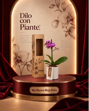 Orquídea Mini Premium Salitre en matera ceramica