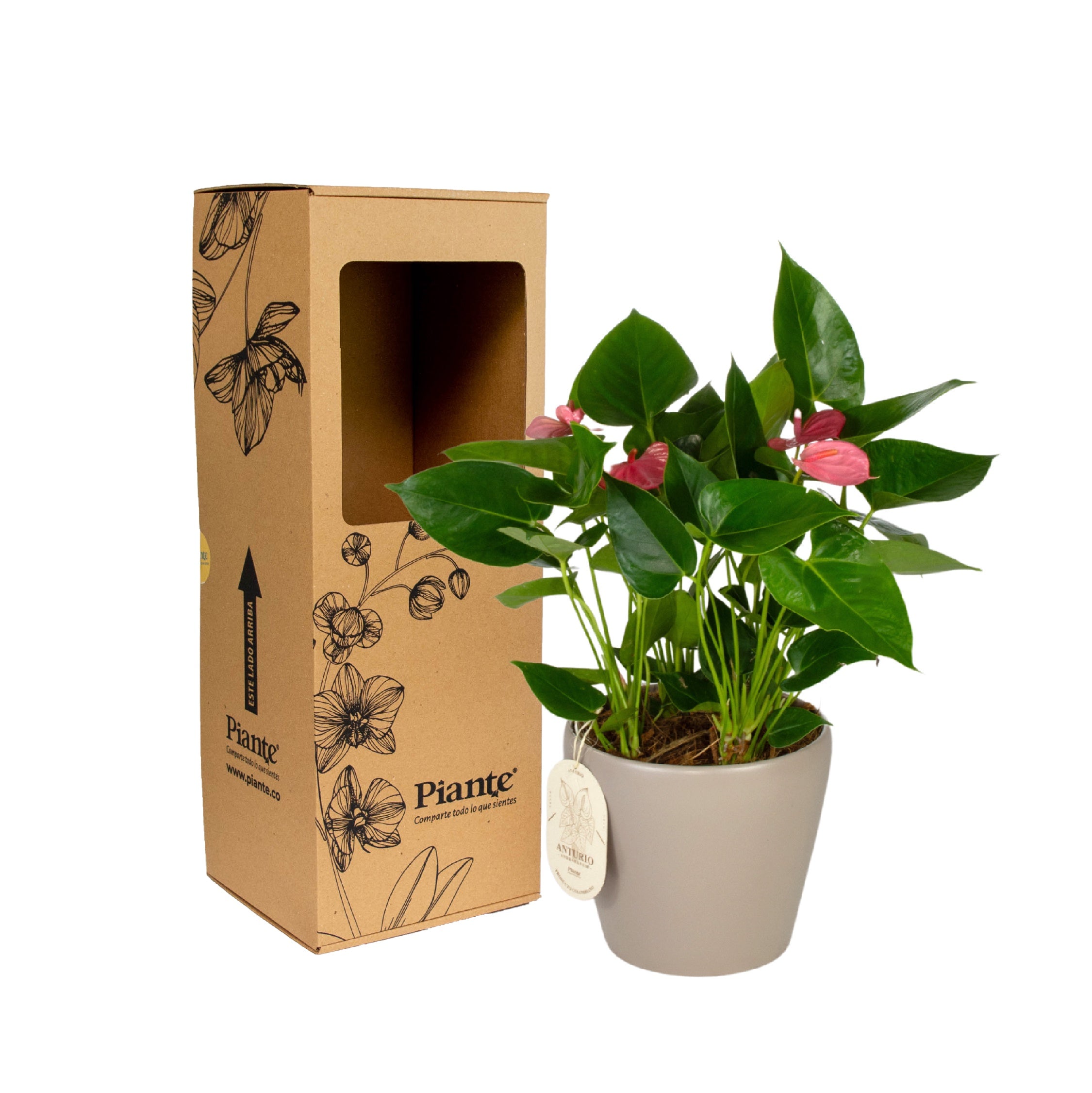Arreglo floral DM de Anturios Mini rosado