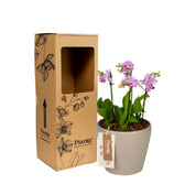 Arreglo floral DM de Orquídeas Mini Premium rosado