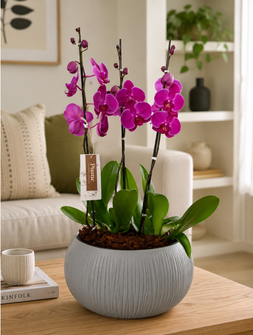 Arreglo de Orquídeas Grandi Premium en Matera Beton Bowl