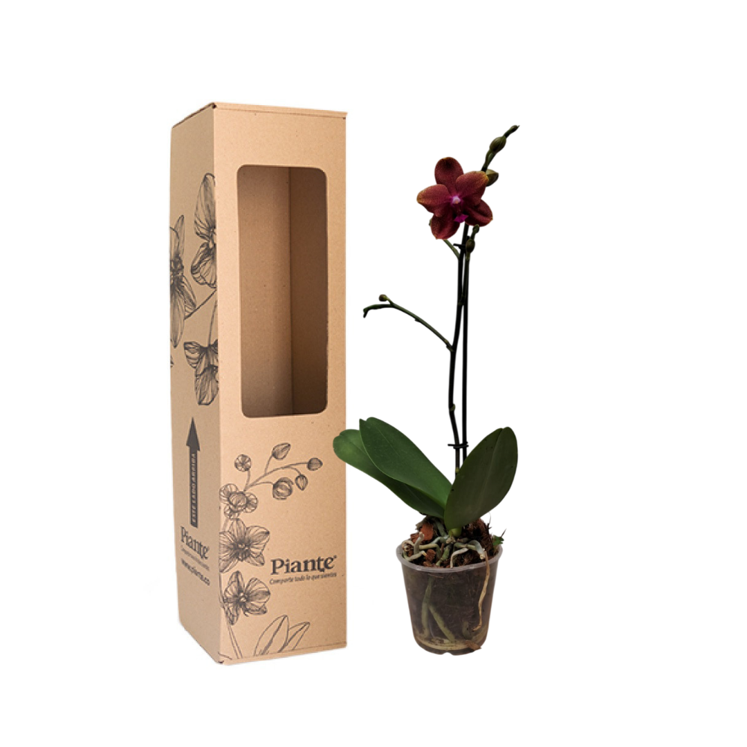 Orquídea  Midi Premium Bolgueri Naranja