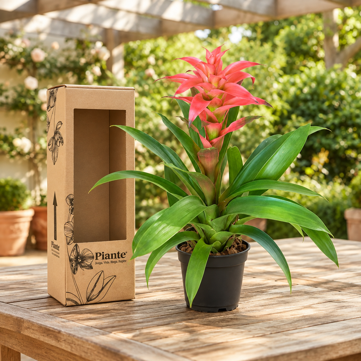 Bromelia Guzmania Grandi Rosada Melissa