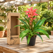 Bromelia Guzmania Grandi Rosada Melissa