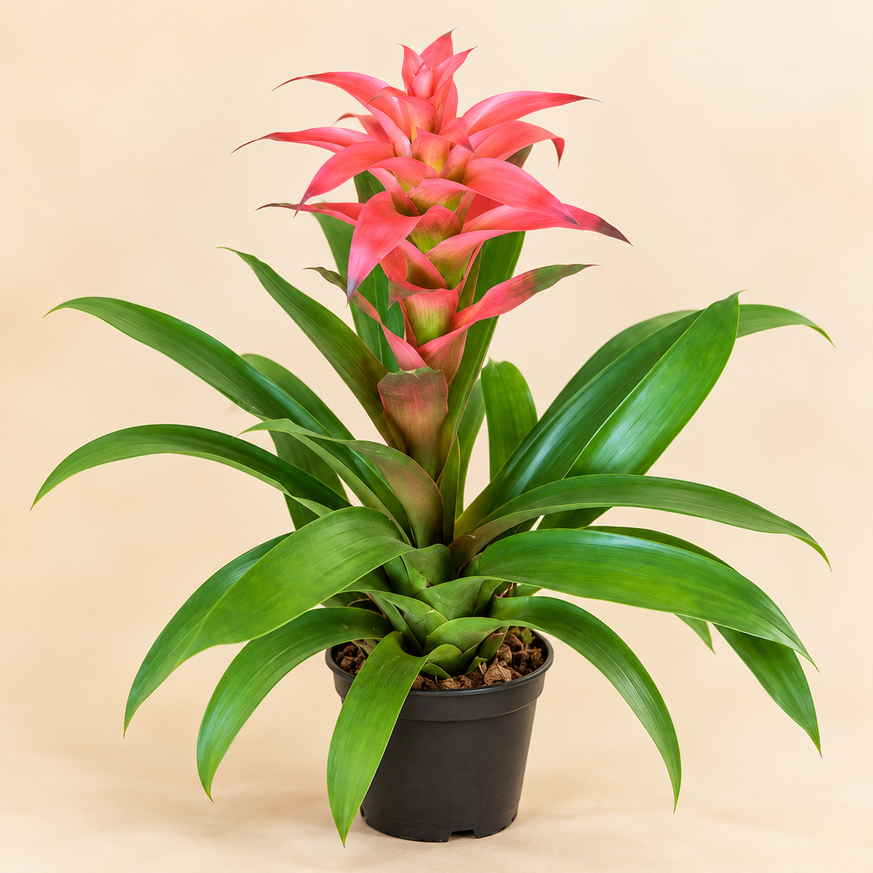 Bromelia Guzmania Grandi Rosada Melissa