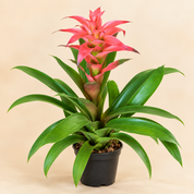 Bromelia Guzmania Grandi Rosada Melissa
