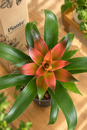Bromelia P8 Melissa