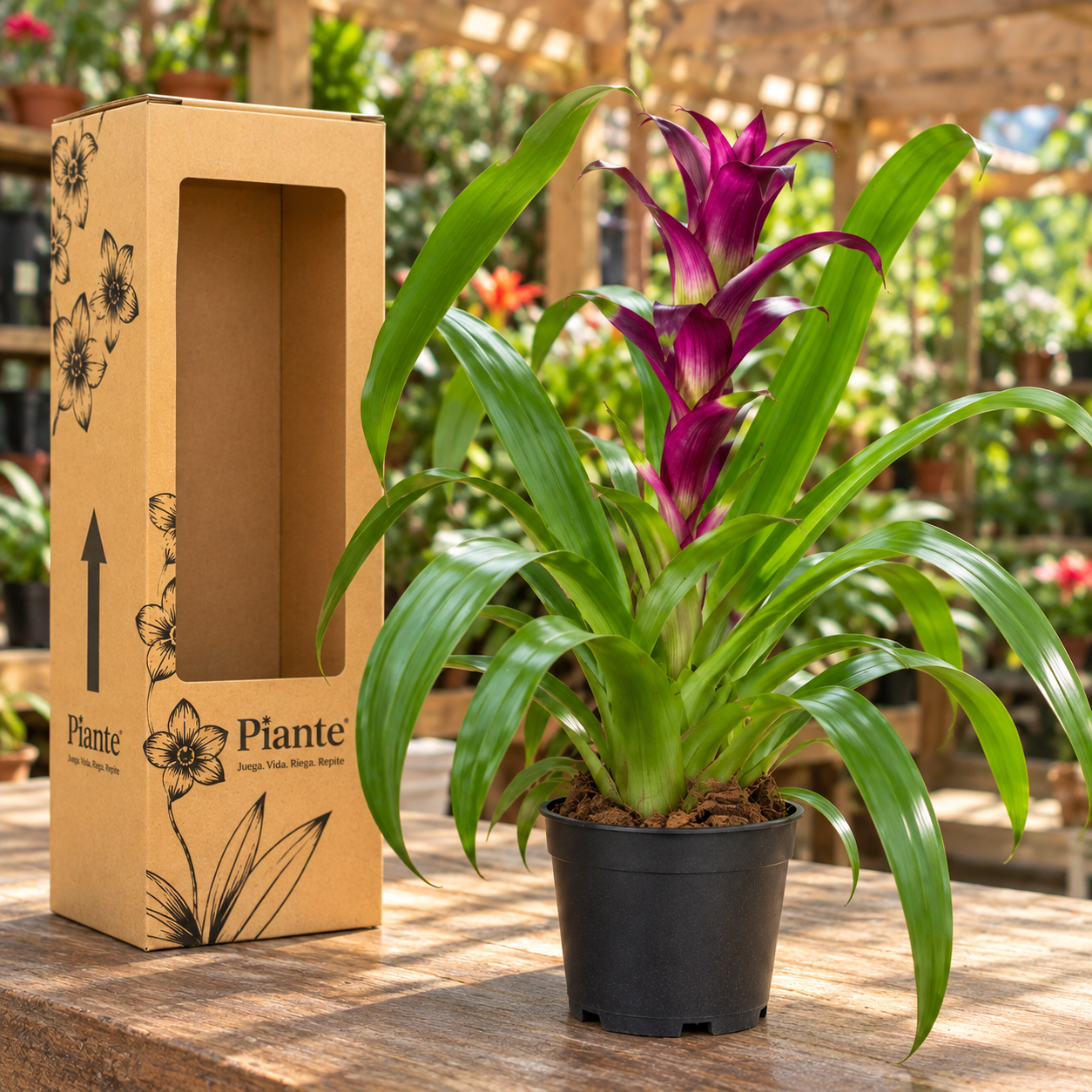Bromelia Guzmania Grandi Morada Dance