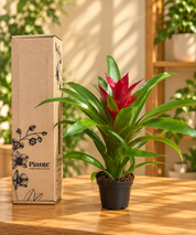 Bromelia P8 Style