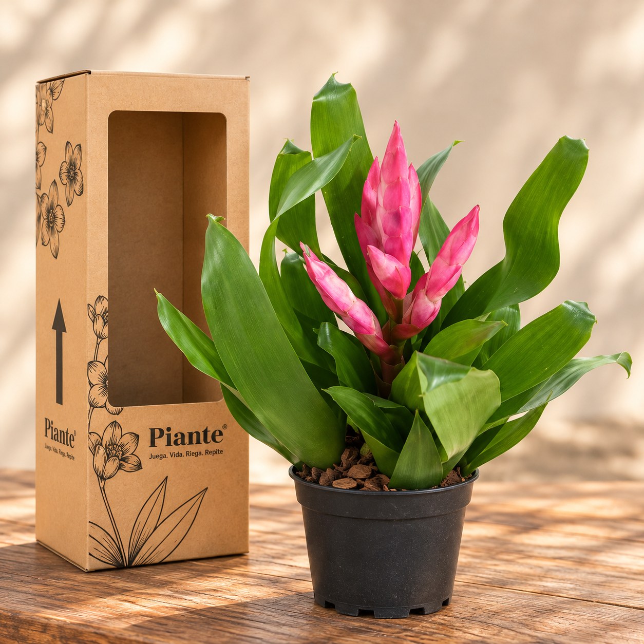 Bromeliarosadaconempaqueecologico_17773e3e-3336-4296-8b07-edd329e7692a.png