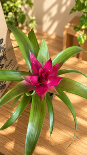 Bromelia P8 Voila
