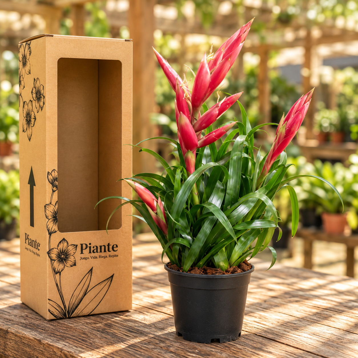Bromelia Vriesea Midi Astrid