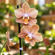 Orquídea Midi Supreme Exotica Brownion