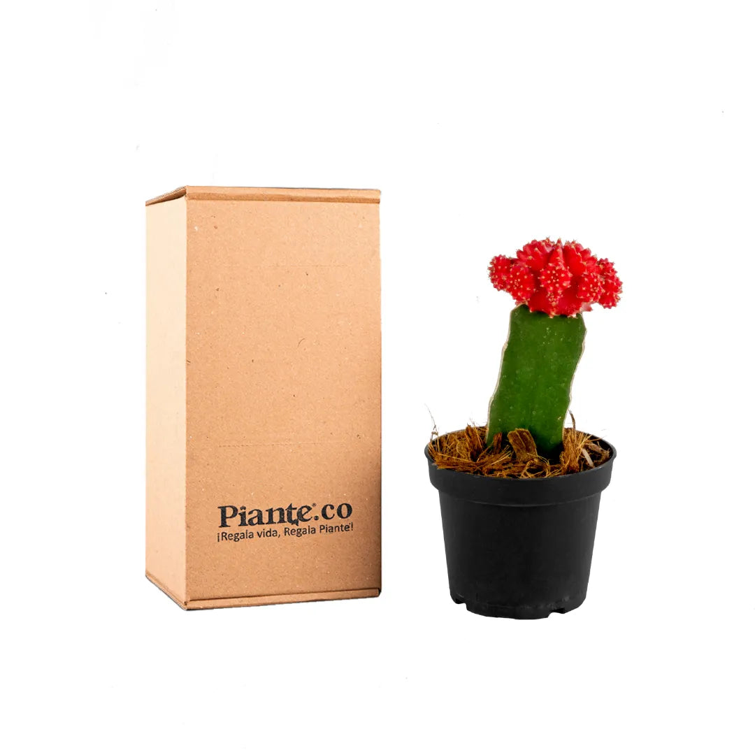 CACTUSP7ROJO.webp