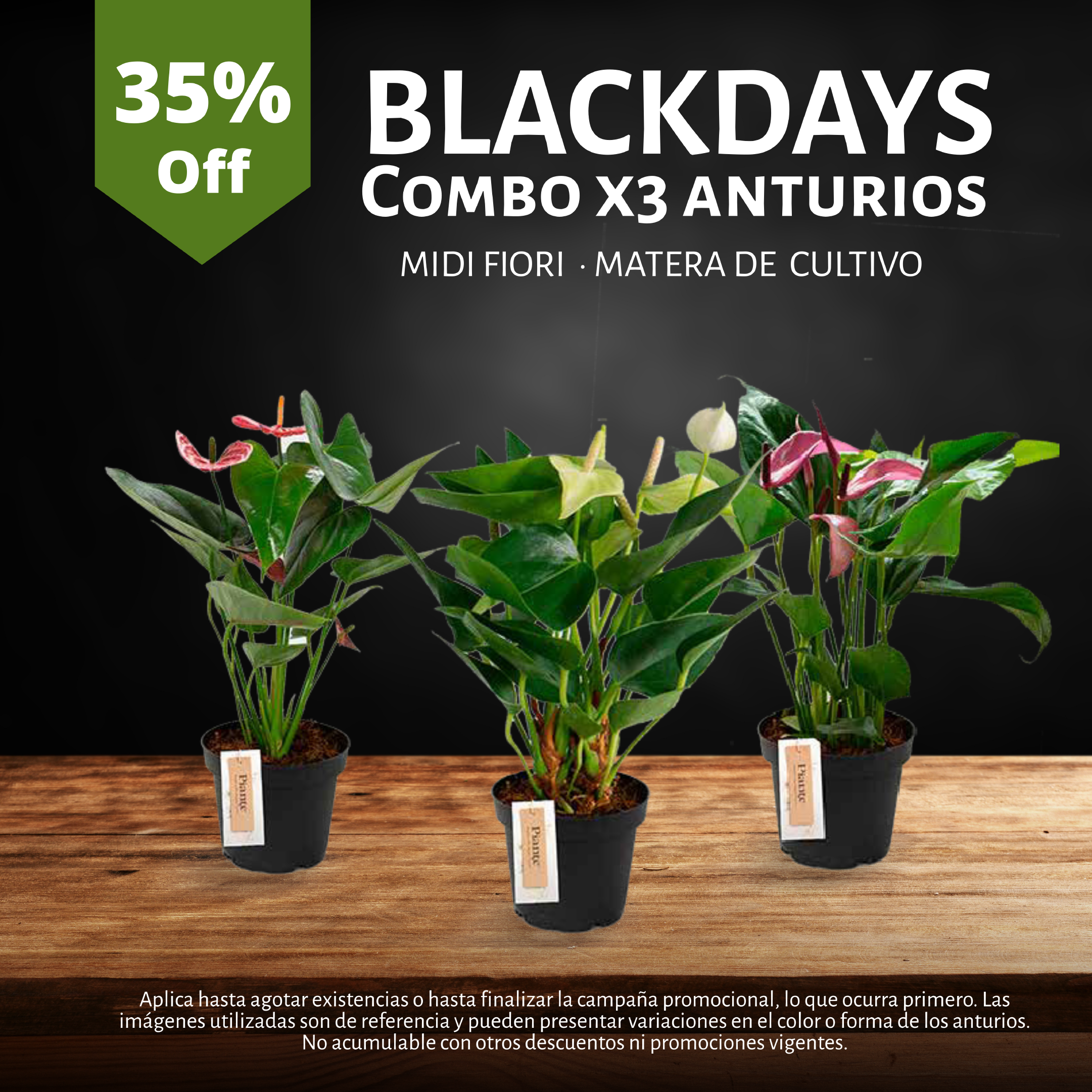 Combo Anthurios MIDI- Cultivo