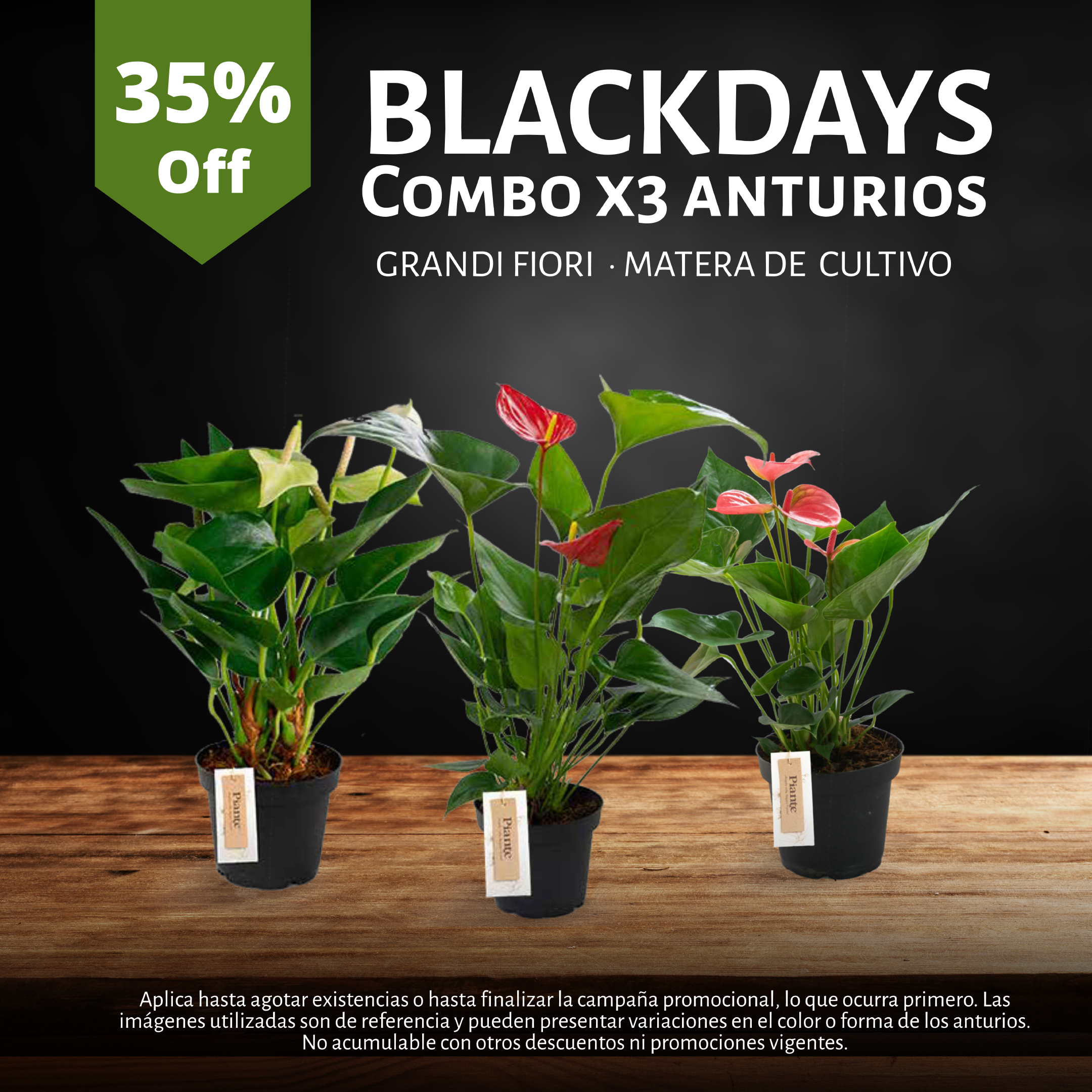 Combo Anthurio GRANDI S - Cultivo