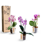 Combo Amix X3 Orquídeas Mini Supreme en Matera de Cultivo