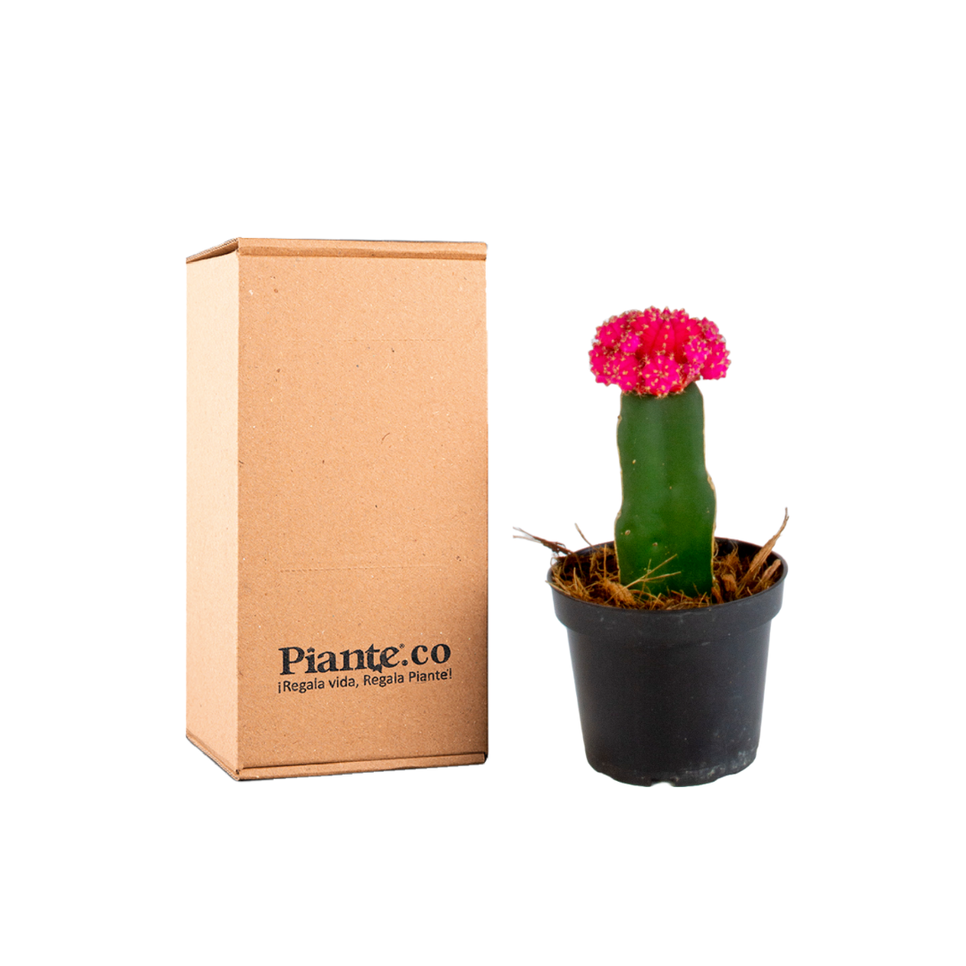Cactus Injertos P-10 Rosa – @PIANTECOL
