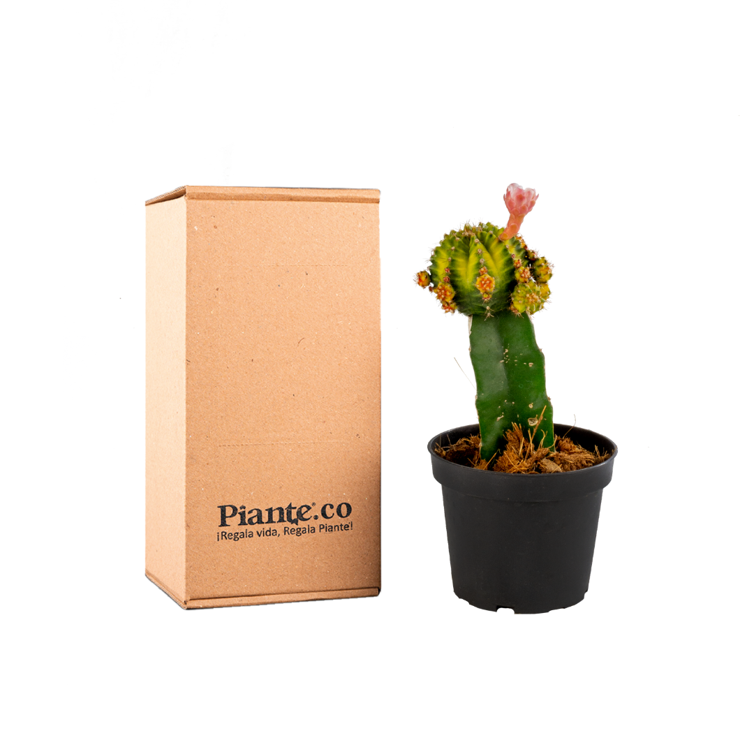 Cactus Injertos P-10 Verde