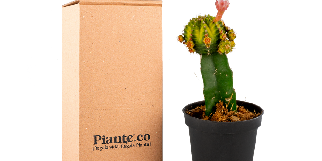 CactusP10Verde_b9c30748-c4ae-408c-b269-695d27049094.png