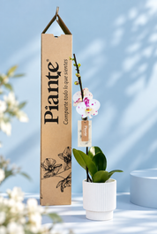 Orquídea Grandi Premium Palamos en Matera Acanalada