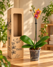 Orquídea Midi Premium Naranja Bolgheri