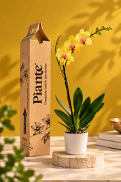 Orquídea Grandi premium Amarillo Modena en matera cerámica